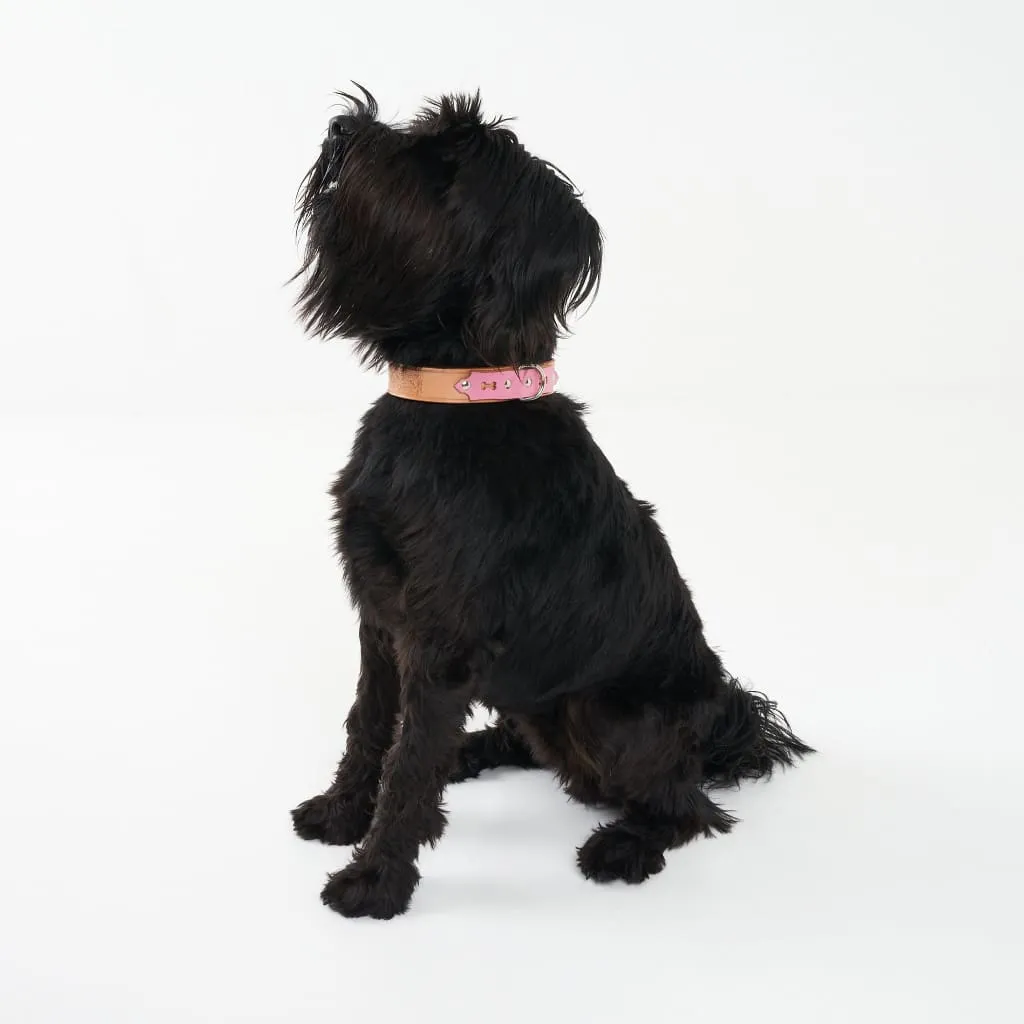 Deluxe Leather Dog Collar